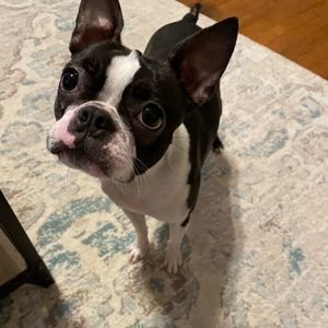 Meet your Posher, Shannon